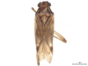  (Linacoris - CCDB-34779-A06)  @11 [ ] CreativeCommons - Attribution (2019) Smithsonian Institution Smithsonian Institution