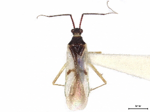  (Mecommopsis - CCDB-34779-A10)  @11 [ ] CreativeCommons - Attribution (2019) Smithsonian Institution Smithsonian Institution