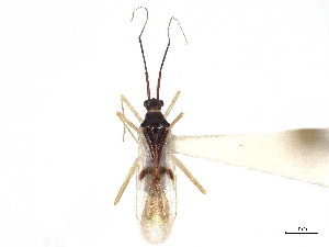  (Mecommopsis cruciata - CCDB-34779-A11)  @11 [ ] CreativeCommons - Attribution (2019) Smithsonian Institution Smithsonian Institution