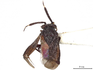  (Druthmarus - CCDB-34779-F08)  @11 [ ] CreativeCommons - Attribution (2019) Smithsonian Institution Smithsonian Institution