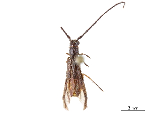  (Tessaropa tenuipes - CCDB-34781-G06)  @11 [ ] CreativeCommons - Attribution (2019) Smithsonian Institution Smithsonian Institution