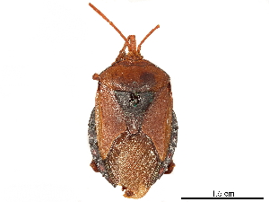  (Musgraveis scutellatus - CCDB-34782-A11)  @11 [ ] CreativeCommons - Attribution (2019) Smithsonian Institution Smithsonian Institution