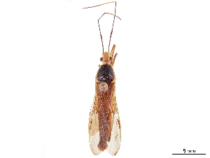  (Cosmoleptus mirificus - CCDB-34782-B06)  @11 [ ] CreativeCommons - Attribution (2019) Smithsonian Institution Smithsonian Institution