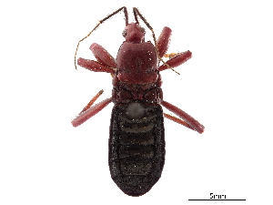  (Glymmatophora - CCDB-34782-C11)  @11 [ ] CreativeCommons - Attribution (2019) Smithsonian Institution Smithsonian Institution