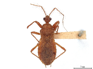  (Neosantosia - CCDB-34782-C12)  @11 [ ] CreativeCommons - Attribution (2019) Smithsonian Institution Smithsonian Institution