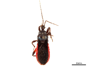  (Scadra dimidiaticornis - CCDB-34782-D03)  @11 [ ] CreativeCommons - Attribution (2019) Smithsonian Institution Smithsonian Institution