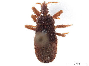  (Epiroderinae - CCDB-34782-F01)  @11 [ ] CreativeCommons - Attribution (2019) Smithsonian Institution Smithsonian Institution