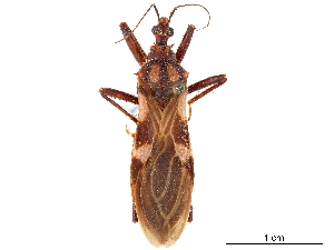  (Opisthacidius lepturoides - CCDB-34782-F02)  @11 [ ] CreativeCommons - Attribution (2019) Smithsonian Institution Smithsonian Institution