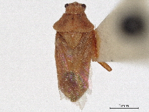  (Ofellus - CCDB-34782-G05)  @11 [ ] CreativeCommons - Attribution (2019) Smithsonian Institution Smithsonian Institution