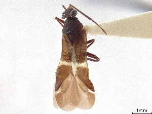  (Tuxenella pallidipennis - CCDB-34782-G11)  @11 [ ] CreativeCommons - Attribution (2019) Smithsonian Institution Smithsonian Institution