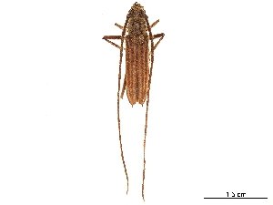  (Pantomallus costipennis - CCDB-34783-D08)  @11 [ ] CreativeCommons - Attribution (2019) Smithsonian Institution Smithsonian Institution