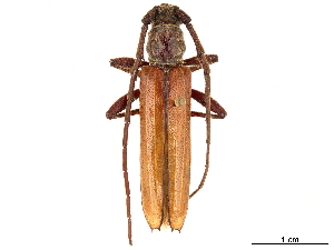  (Meganeflus fulvipennis - CCDB-34783-D10)  @11 [ ] CreativeCommons - Attribution (2019) Smithsonian Institution Smithsonian Institution