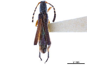  (Paraeclipta tenuis - CCDB-34783-G07)  @11 [ ] CreativeCommons - Attribution (2019) Smithsonian Institution Smithsonian Institution