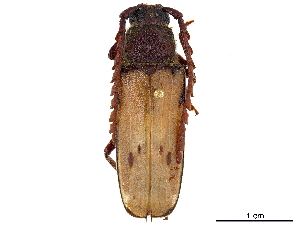  ( - CCDB-34784-H02)  @11 [ ] CreativeCommons - Attribution (2019) Smithsonian Institution Smithsonian Institution