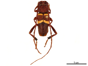  (Aethecerinus wilsoni - CCDB-34784-H08)  @11 [ ] CreativeCommons - Attribution (2019) Smithsonian Institution Smithsonian Institution