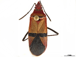  (Dysdercus fasciatus - CCDB-35894-A09)  @11 [ ] CreativeCommons - Attribution (2020) Smithsonian Institution Smithsonian Institution