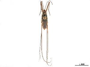  (Potamometropsis - CCDB-35894-H05)  @11 [ ] CreativeCommons - Attribution (2020) Smithsonian Institution Smithsonian Institution
