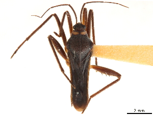  (Veloidea vivida - CCDB-35895-A08)  @11 [ ] CreativeCommons - Attribution (2019) Smithsonian Institution Smithsonian Institution