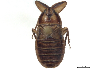  (Idiocarus papuus - CCDB-35895-B10)  @11 [ ] CreativeCommons - Attribution (2019) Smithsonian Institution Smithsonian Institution