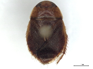  (Ctenipocoris asiaticus - CCDB-35895-C01)  @11 [ ] CreativeCommons - Attribution (2019) Smithsonian Institution Smithsonian Institution
