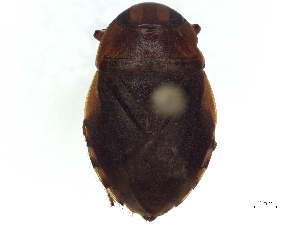 (Ambrysinae - CCDB-35895-C11)  @11 [ ] CreativeCommons - Attribution (2019) Smithsonian Institution Smithsonian Institution