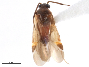  (Ausejanus minutus - CCDB-35895-G10)  @11 [ ] CreativeCommons - Attribution (2019) Smithsonian Institution Smithsonian Institution