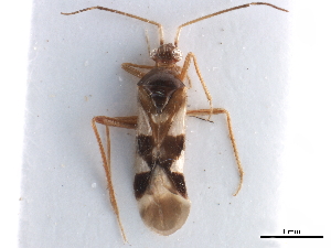  (Laemocoris - CCDB-35895-G11)  @11 [ ] CreativeCommons - Attribution (2019) Smithsonian Institution Smithsonian Institution