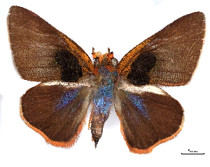  (Bibasis oedipodea - CCDB-35896-A01)  @11 [ ] CreativeCommons - Attribution (2020) Smithsonian Institution Smithsonian Institution