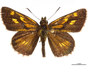  (Ampittia virgata myakei - CCDB-35896-E11)  @11 [ ] CreativeCommons - Attribution (2020) Smithsonian Institution Smithsonian Institution