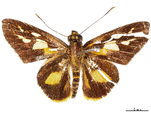  (Pyroneura liburnia - CCDB-35896-F12)  @11 [ ] CreativeCommons - Attribution (2020) Smithsonian Institution Smithsonian Institution