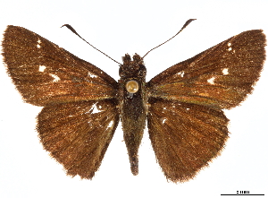  (Halotus angellus - CCDB-35897-A09)  @11 [ ] CreativeCommons - Attribution (2020) Smithsonian Institution Smithsonian Institution