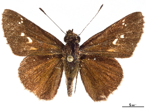  (Halotus jonaveriorum - CCDB-35897-A10)  @11 [ ] CreativeCommons - Attribution (2020) Smithsonian Institution Smithsonian Institution