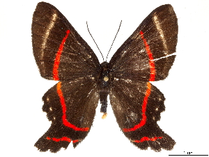  (Ancyluris meliboeus - CCDB-35897-G01)  @11 [ ] CreativeCommons - Attribution (2020) Smithsonian Institution Smithsonian Institution