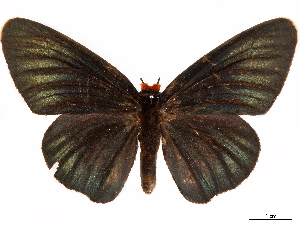  (Pyrrhochalcia iphis - CCDB-35901-A08)  @11 [ ] CreativeCommons - Attribution (2020) Smithsonian Institution Smithsonian Institution