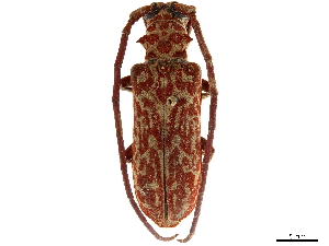  (Brachychilus - CCDB-35901-G08)  @11 [ ] CreativeCommons - Attribution (2020) Smithsonian Institution Smithsonian Institution