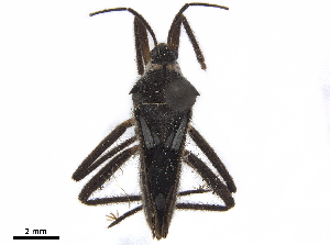  (Veloidea reposita - CCDB-35902-C04)  @11 [ ] CreativeCommons - Attribution (2020) Smithsonian Institution Smithsonian Institution