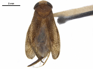 (Neosigara columbiensis - CCDB-35902-C12)  @11 [ ] CreativeCommons - Attribution (2020) Smithsonian Institution Smithsonian Institution