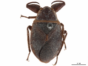  (Ambrysinae - CCDB-35902-D03)  @11 [ ] CreativeCommons - Attribution (2020) Smithsonian Institution Smithsonian Institution