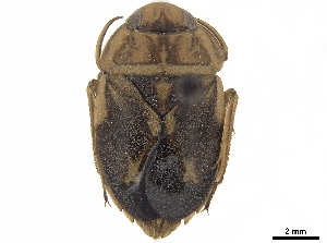  (Cheirochelinae - CCDB-35902-D04)  @11 [ ] CreativeCommons - Attribution (2020) Smithsonian Institution Smithsonian Institution