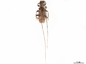  (Xenicotela pardalina - CCDB-35902-H03)  @11 [ ] CreativeCommons - Attribution (2020) Smithsonian Institution Smithsonian Institution