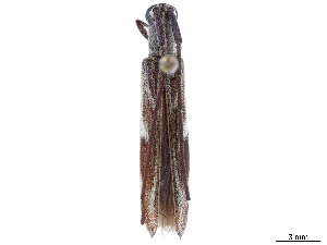  (Aerenicopsis - CCDB-35903-E03)  @11 [ ] CreativeCommons - Attribution (2020) Smithsonian Institution Smithsonian Institution