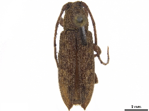  (Sybra ponapensis - CCDB-35903-F07)  @11 [ ] CreativeCommons - Attribution (2020) Smithsonian Institution Smithsonian Institution