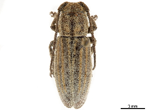  (Mycerinus limbatus - CCDB-35903-G04)  @11 [ ] CreativeCommons - Attribution (2020) Smithsonian Institution Smithsonian Institution