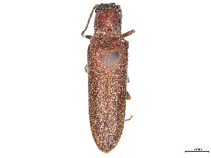  (Aplastus cylindricus - CCDB-37895-A11)  @11 [ ] CreativeCommons - Attribution Share - Alike (2023) CBG Photography Group Centre for Biodiversity Genomics
