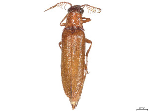  (Euthysanius horni - CCDB-37895-B01)  @11 [ ] CreativeCommons - Attribution Share - Alike (2023) CBG Photography Group Centre for Biodiversity Genomics