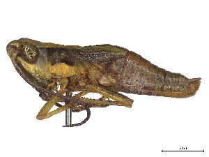  (Gymnobothroides pullus - CCDB-45160-C01)  @11 [ ] CreativeCommons - Attribution Share - Alike (2023) CBG Photography Group Centre for Biodiversity Genomics