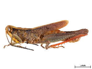  (Phaeoparia rotundata - CCDB-45167-D08)  @11 [ ] CreativeCommons - Attribution Share - Alike (2023) CBG Photography Group Centre for Biodiversity Genomics