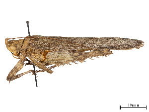  (Acanthodis - CCDB-45167-G03)  @11 [ ] CreativeCommons - Attribution Share - Alike (2023) CBG Photography Group Centre for Biodiversity Genomics