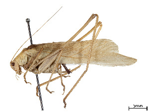  (Anisotima - CCDB-45167-H09)  @11 [ ] CreativeCommons - Attribution Share - Alike (2023) CBG Photography Group Centre for Biodiversity Genomics