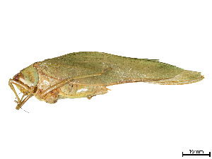  (Philophyllia guttulata - CCDB-45167-H11)  @11 [ ] CreativeCommons - Attribution Share - Alike (2023) CBG Photography Group Centre for Biodiversity Genomics